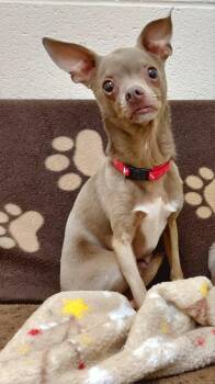 Rescue Chihuahua Dogs for Adoption in Falls Creek, Pennsylvania - Moose | PetCurious