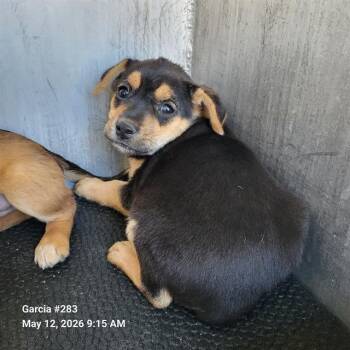 American Staffordshire Terrier Dogs Available for Adoption in San Antonio, Texas - SPARK | PetCurious