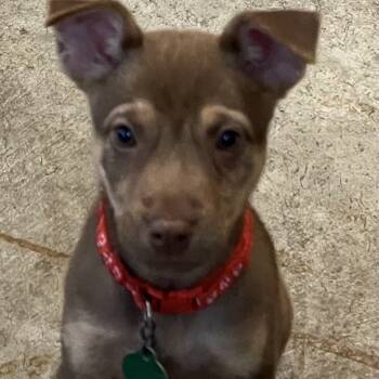 Rescue Mixed Breed Dogs for Adoption in Buffalo, Minnesota - Cheese Curd | PetCurious