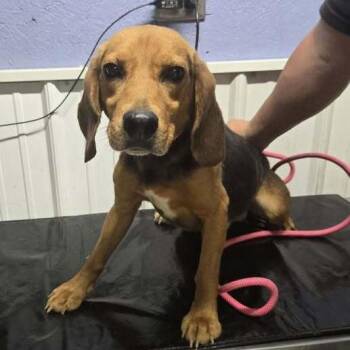 Winston -  Beagle Dog for Adoption in Springboro, Ohio - Winston | PetCurious