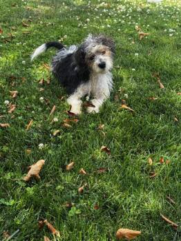 McFlurry -  Shih Tzu and Poodle Dog for Adoption - McFlurry | PetCurious