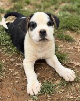 Pit Bull Terrier and Mixed Breed Dogs Available for Adoption in Malvern, Pennsylvania - Pirate | PetCurious