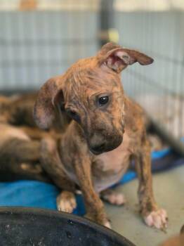 Pit Bull Terrier and Chihuahua Dogs Available for Adoption in Peru, New York - Judd **COURTESY LISTING** | PetCurious