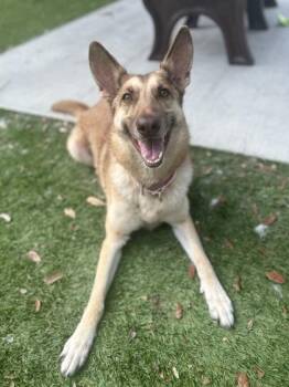 Lovett - 1 -  German Shepherd Dog and Mixed Breed Dog for Adoption in Daytona Beach, Florida - Lovett - 1 | PetCurious