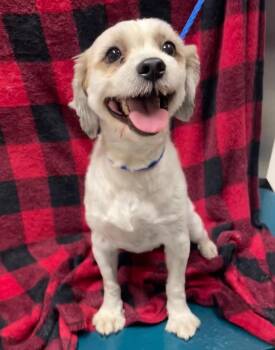 Kiko -  Mixed Breed Dog for Adoption in Rock Falls, Illinois - Kiko | PetCurious