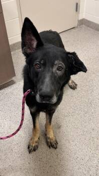Denver -  German Shepherd Dog and Mixed Breed Dog for Adoption in Fishers, Indiana - Denver | PetCurious