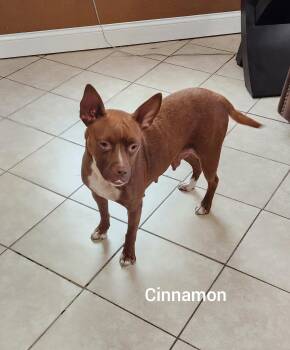 Cinnamon (Orlando Fl) -  Boxer Dog Available for Adoption in Orlando, Florida - Cinnamon (Orlando Fl) | PetCurious