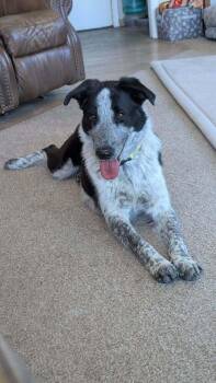 Bella -  Australian Cattle Dog Blue Heeler and Border Collie Dog for Adoption in Parker, Colorado - Bella | PetCurious