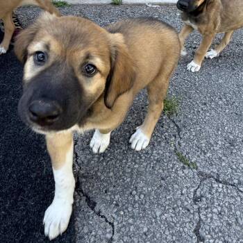Raven Pup: Rain -  Doberman Pinscher and Mixed Breed Dog for Adoption in Falls Church, Virginia - Raven Pup: Rain | PetCurious