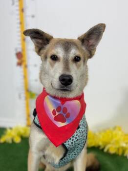 Shepherd and Labrador Retriever Dogs Available for Adoption - Betsy | PetCurious