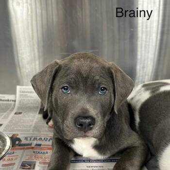 Brainy -  Mixed Breed Dog for Adoption in Knoxville, Tennessee - Brainy | PetCurious