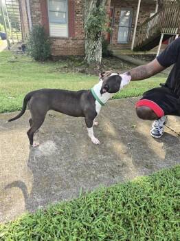 A570820 -  Pit Bull Terrier Dog for Adoption - A570820 | PetCurious