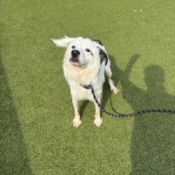 Feax -  Mixed Breed Dog for Adoption in Greensboro, North Carolina - Feax | PetCurious
