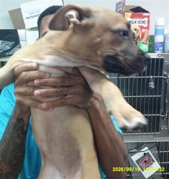 A480871 -  Pit Bull Terrier and Mixed Breed Dog for Adoption in Oklahoma City, Oklahoma - A480871 | PetCurious