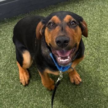 Mixed Breed Dogs Available for Adoption in Asheville, North Carolina - Tater Tot | PetCurious
