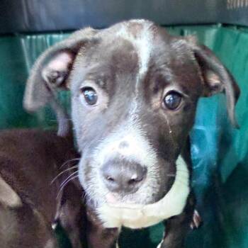 Pit Bull Terrier Dogs Available for Adoption in Palestine, Texas - Clay | PetCurious