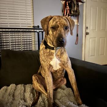 Plott Hound Dogs Available for Adoption in Cumming, Georgia - Lunell | PetCurious