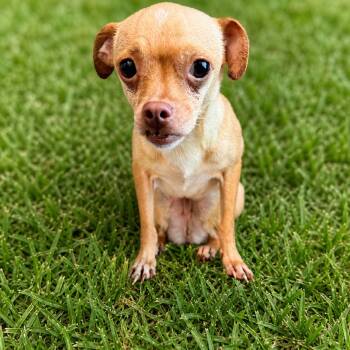 Chihuahua Dogs Available for Adoption in Boca Raton, Florida - Lilo | PetCurious