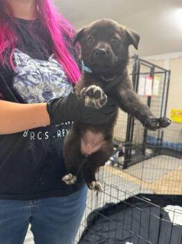 Fortress -  Shepherd and Mixed Breed Dog for Adoption in Calgary, Alberta - Fortress | PetCurious