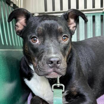 Mica -  Terrier Dog Available for Adoption in Jackson, Missouri - Mica | PetCurious