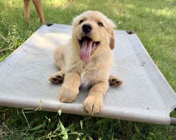 Gidget -  Golden Retriever and Great Pyrenees Dog for Adoption in Pflugerville, Texas - Gidget | PetCurious