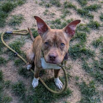 Pit Bull Terrier Dogs Available for Adoption in Baltimore, Maryland - Dewey | PetCurious