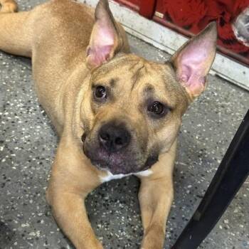 Zoey -  American Staffordshire Terrier Dog for Adoption in Lyndhurst, New Jersey - Zoey | PetCurious