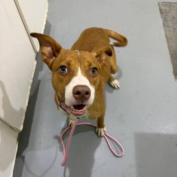 Hanna -  Labrador Retriever and Mixed Breed Dog for Adoption in Binghamton, New York - Hanna | PetCurious
