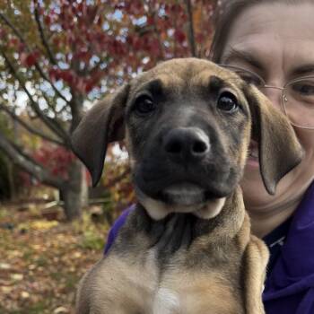 Rescue Hound and Mixed Breed Dogs for Adoption in Stormville, New York - NY Athena Avail Nov 8 (Choice Pet Carmel) | PetCurious