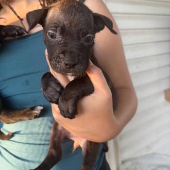 Leia -  Black Labrador Retriever and Mixed Breed Dog for Adoption in Hohenwald, Tennessee - Leia | PetCurious