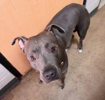 Rescue Pit Bull Terrier and Mixed Breed Dogs for Adoption in Spartanburg, South Carolina - Storm | PetCurious