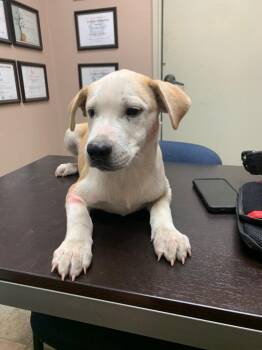 Freddy -  Mixed Breed Dog Available for Adoption in Highland Village, Texas - Freddy | PetCurious