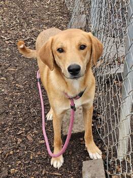 Rocky -  Yellow Labrador Retriever Dog for Adoption in Ringwood, New Jersey - Rocky | PetCurious