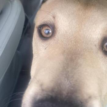 Mixed Breed Dogs Available for Adoption in Huntington, West Virginia - Marlie | PetCurious