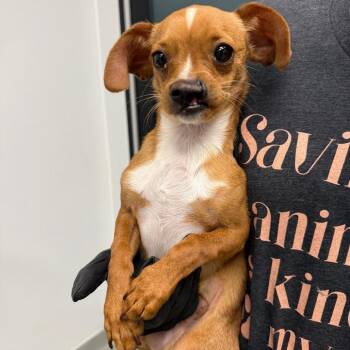 Toothless -  Chihuahua Dog for Adoption in Abilene, Texas - Toothless | PetCurious