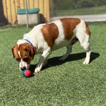 Beagle and Mixed Breed Dogs Available for Adoption in Batavia, Ohio - Petey | PetCurious
