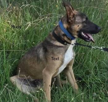 Rudi -  German Shepherd Dog and Belgian Shepherd Malinois Dog for Adoption in Rome, Georgia - Rudi | PetCurious