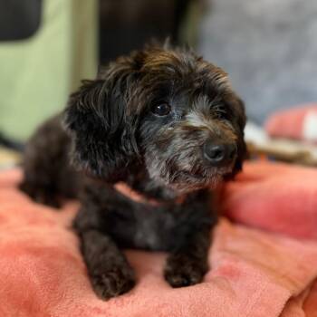 Dilly Bean -  Chihuahua and Poodle Dog for Adoption in South Burlington, Vermont - Dilly Bean | PetCurious