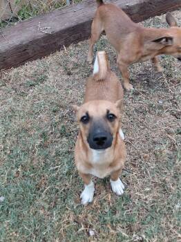 Rescue Dachshund Dogs for Adoption in San Antonio, Texas - Rio | PetCurious