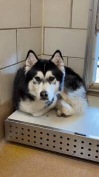 Siberian Husky Dogs Available for Adoption in Murphy, Texas - Lobo | PetCurious
