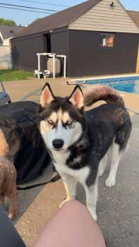 Siberian Husky Dogs Available for Adoption in Cumming, Georgia - Koba | PetCurious