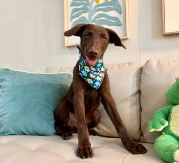 Anderson Beau One Good Pup -  Chocolate Labrador Retriever and Australian Shepherd Dog for Adoption in Friendswood, Texas - Anderson Beau One Good Pup | PetCurious