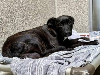 CHEESE -  Belgian Shepherd Malinois and Mixed Breed Dog for Adoption in Santa Rosa, California - CHEESE | PetCurious