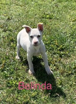 Labrador Retriever Dogs Available for Adoption in Chattanooga, Tennessee - Belinda | PetCurious