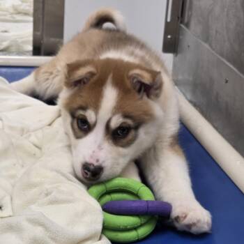 Mixed Breed Dogs Available for Adoption - Faline | PetCurious