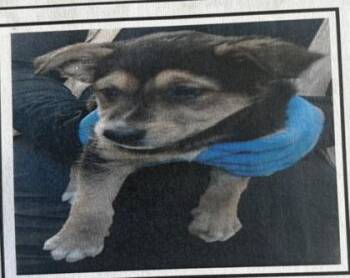 Mixed Breed Dogs Available for Adoption - Lilo | PetCurious