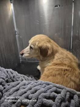 ABBY -  Golden Retriever Dog for Adoption in San Antonio, Texas - ABBY | PetCurious