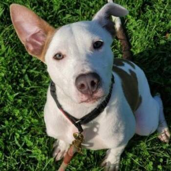 ANDY -  Mixed Breed and None Dog for Adoption in Hampton Bays, New York - ANDY | PetCurious