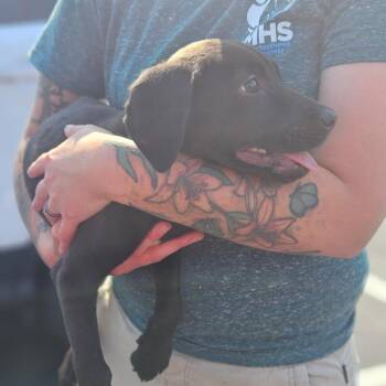 Krusty Krab Pizza -  Chocolate Labrador Retriever Dog for Adoption in Gloucester, Virginia - Krusty Krab Pizza | PetCurious