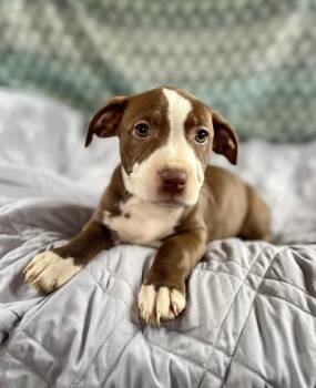 Labrador Retriever and American Staffordshire Terrier Dogs Available for Adoption in Gulfport, Mississippi - Tyler | PetCurious